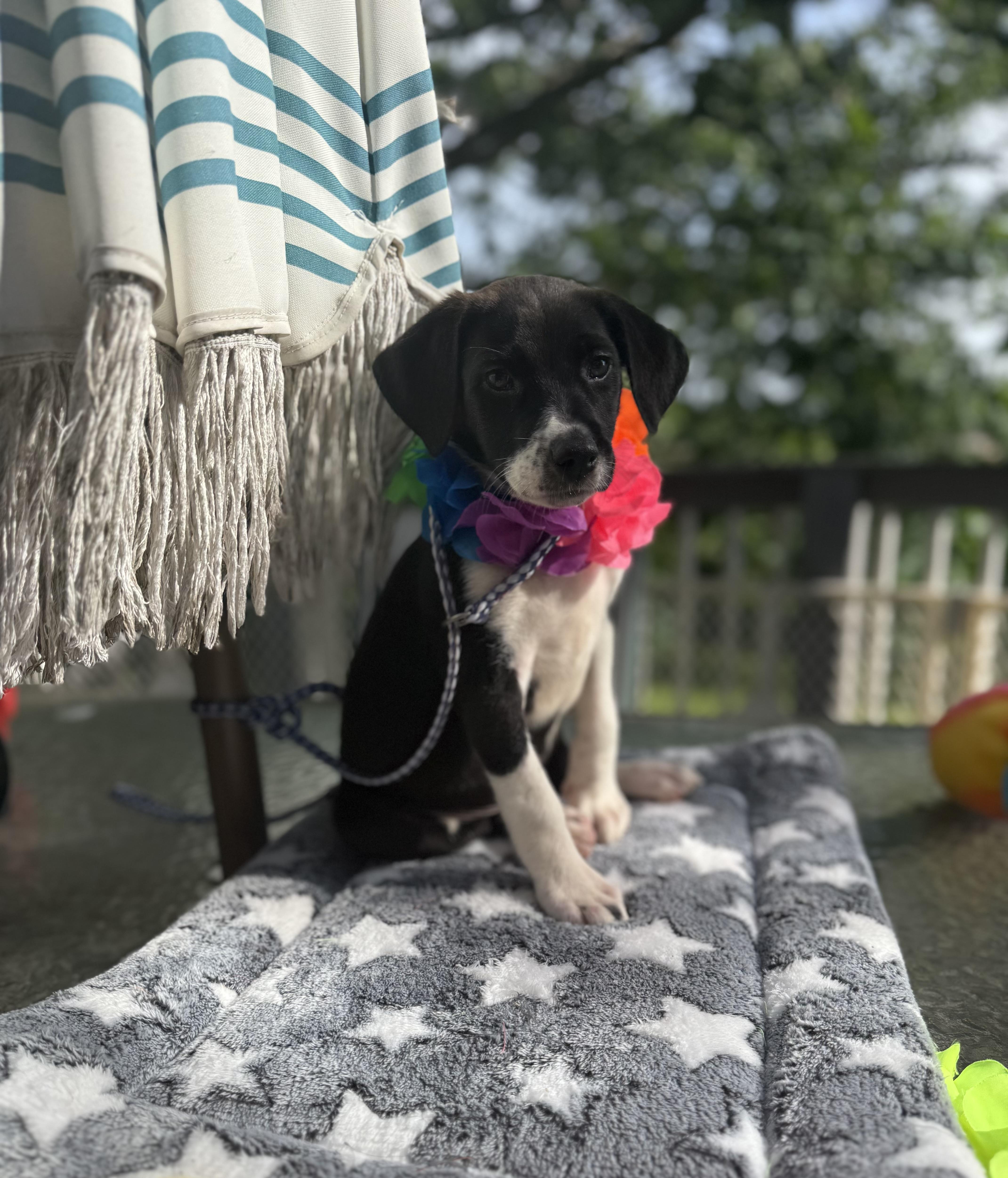 Belle, a ADOPTABLE mixed breed in White Lake, MI image 2/6