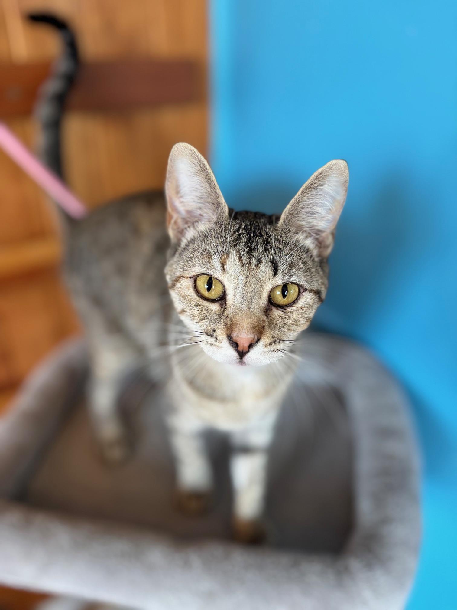 Dolly, Adoptable, Young Female Tabby.