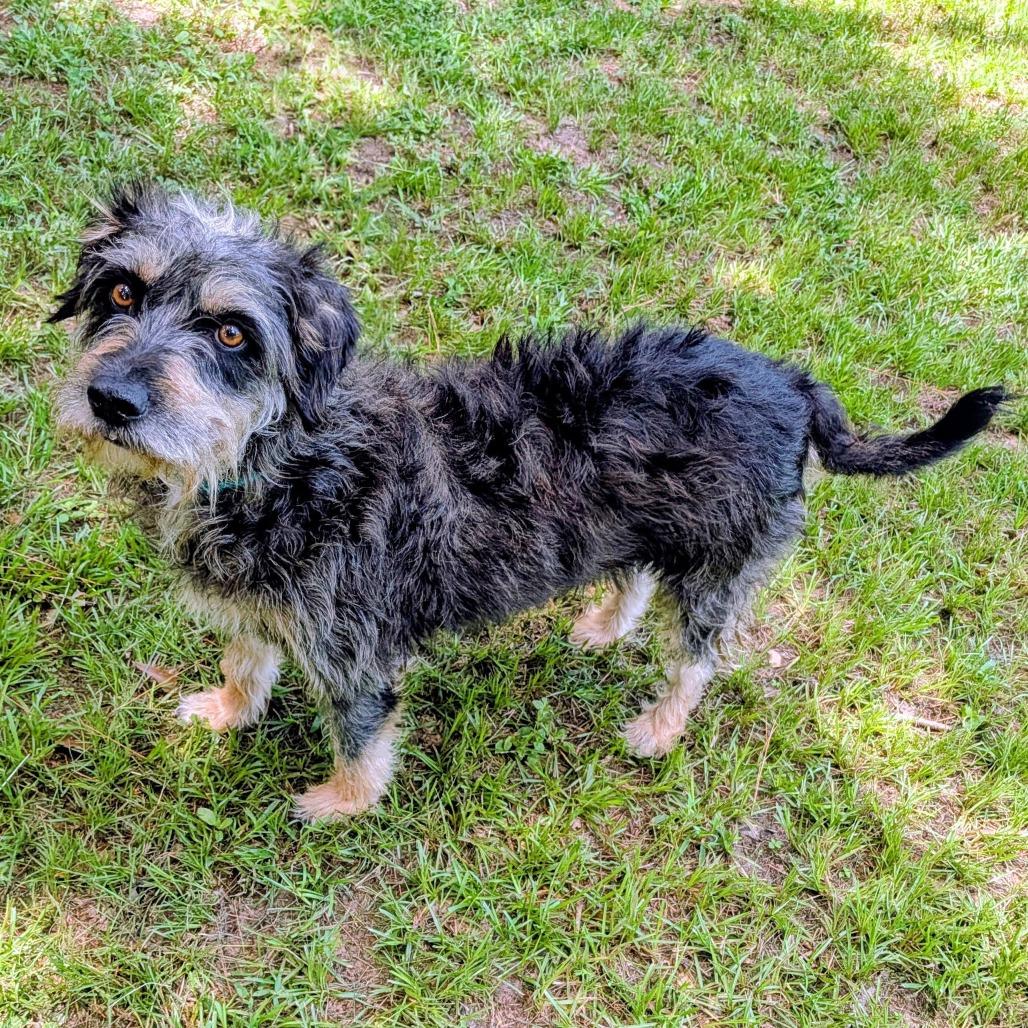 Lala Simone, Adoptable, Adult Female Sheep Dog & Mixed Breed.