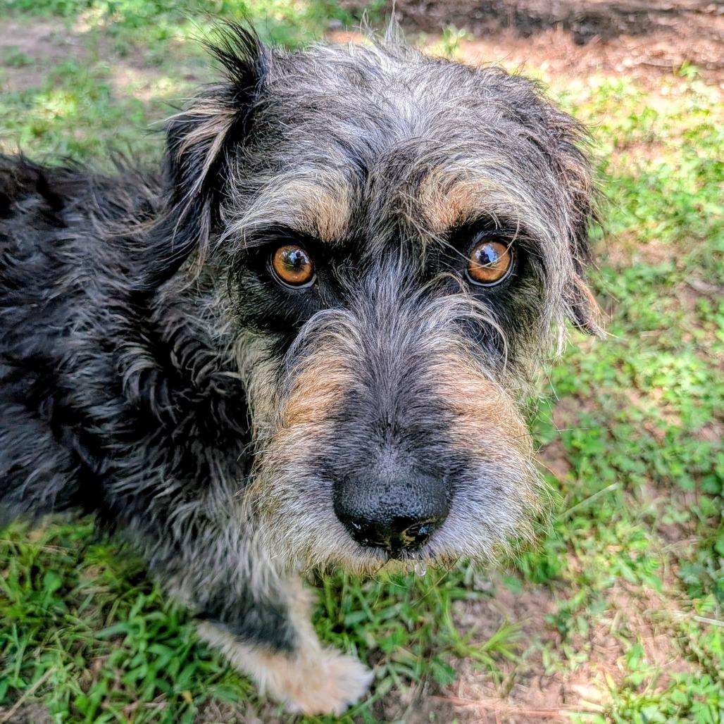 Enlarge Lala Simone, a Adoptable mixed breed in Houston, TX image 2/6