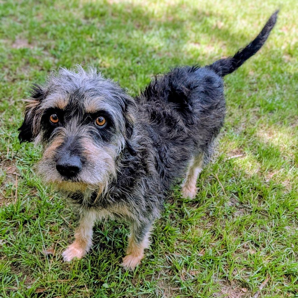 Enlarge Lala Simone, a Adoptable mixed breed in Houston, TX image 3/6