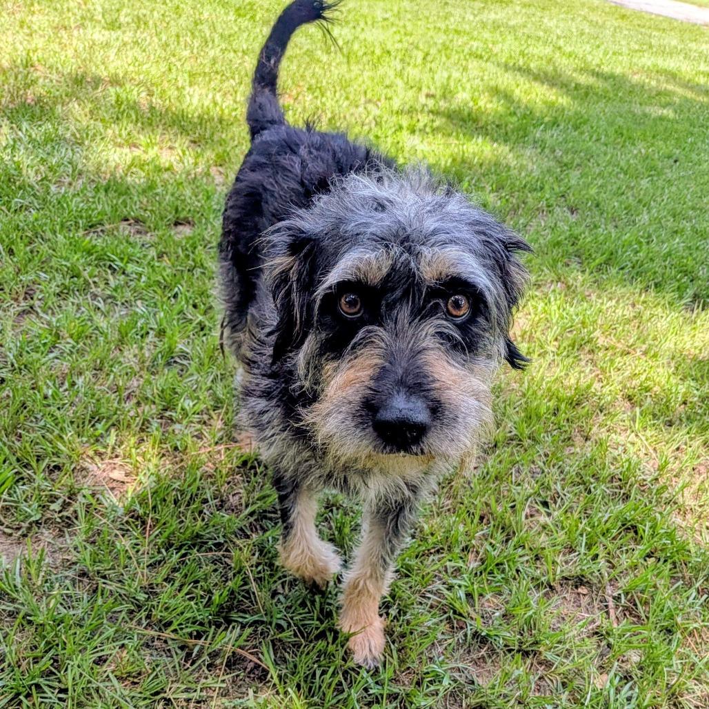 Enlarge Lala Simone, a Adoptable mixed breed in Houston, TX image 4/6