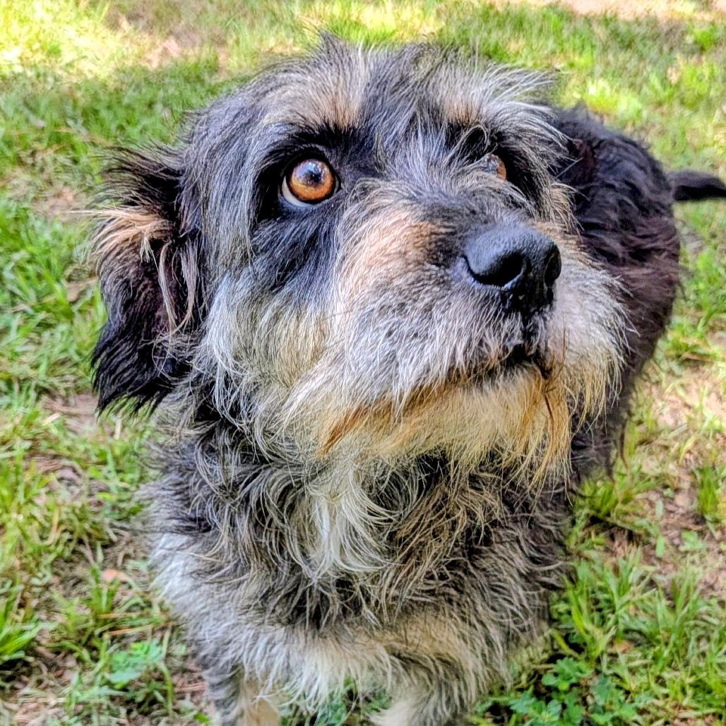 Enlarge Lala Simone, a Adoptable mixed breed in Houston, TX image 5/6