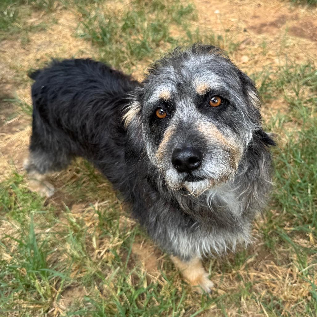 Enlarge Lala Simone, a Adoptable mixed breed in Houston, TX image 6/6