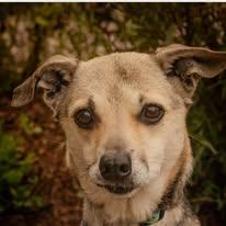 Enlarge Itsy, a Adoptable mixed breed in Tillamook, OR image 5/5