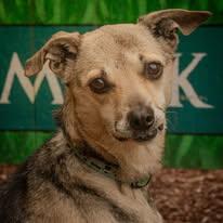 Enlarge Itsy, a Adoptable mixed breed in Tillamook, OR image 4/5