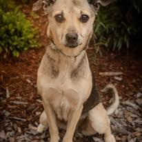 Enlarge Itsy, a Adoptable mixed breed in Tillamook, OR image 2/5