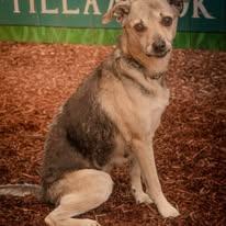 Enlarge Itsy, a Adoptable mixed breed in Tillamook, OR image 1/5