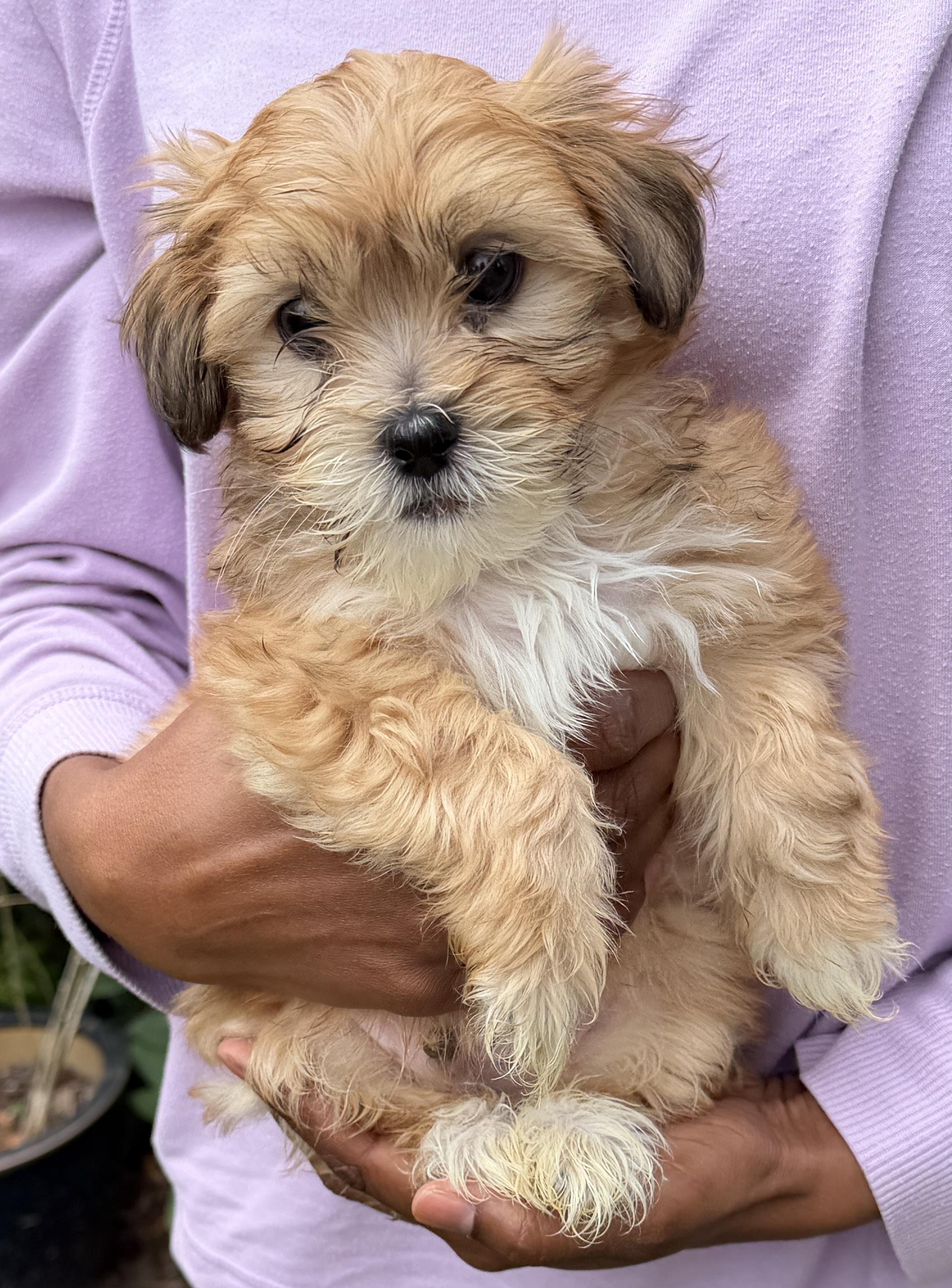 Enlarge Tortellini, a Adoptable Shih Tzu in Beaverton, OR image 2/2
