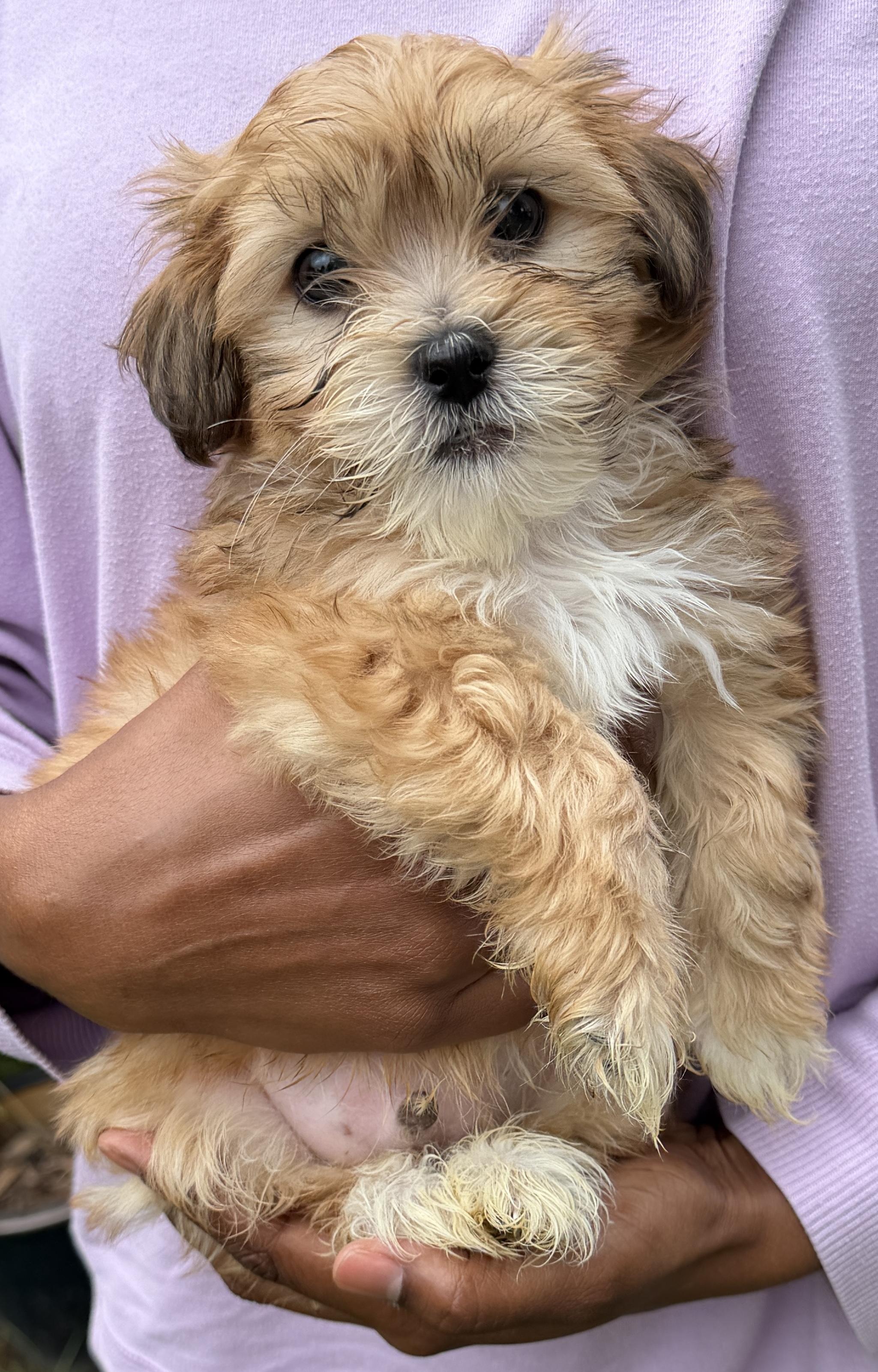 Tortellini, Adoptable, Puppy Male Shih Tzu.