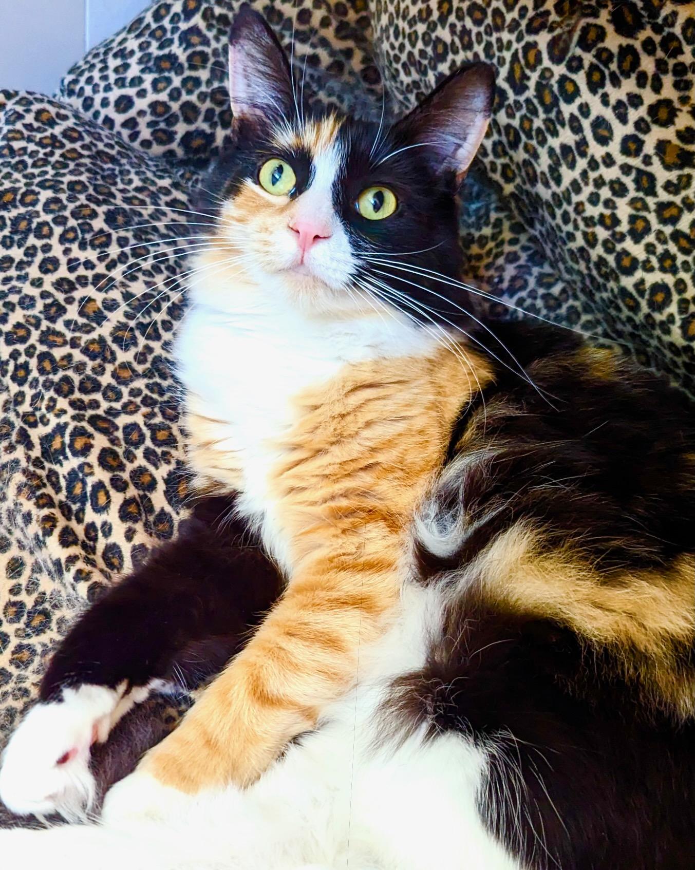 Carrot Cake, ADOPTABLE, Young Female Calico & Maine Coon.