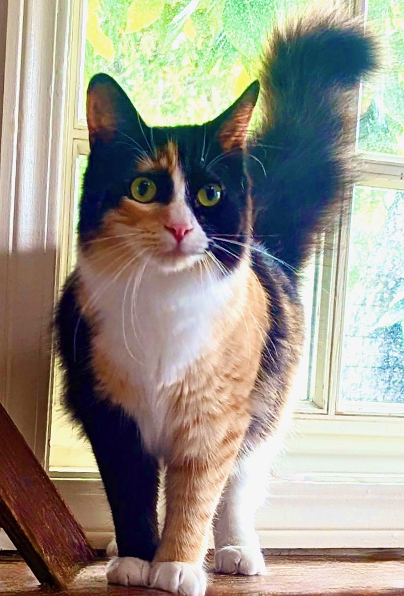 Carrot Cake, a ADOPTABLE mixed breed in Davis, CA image 3/3