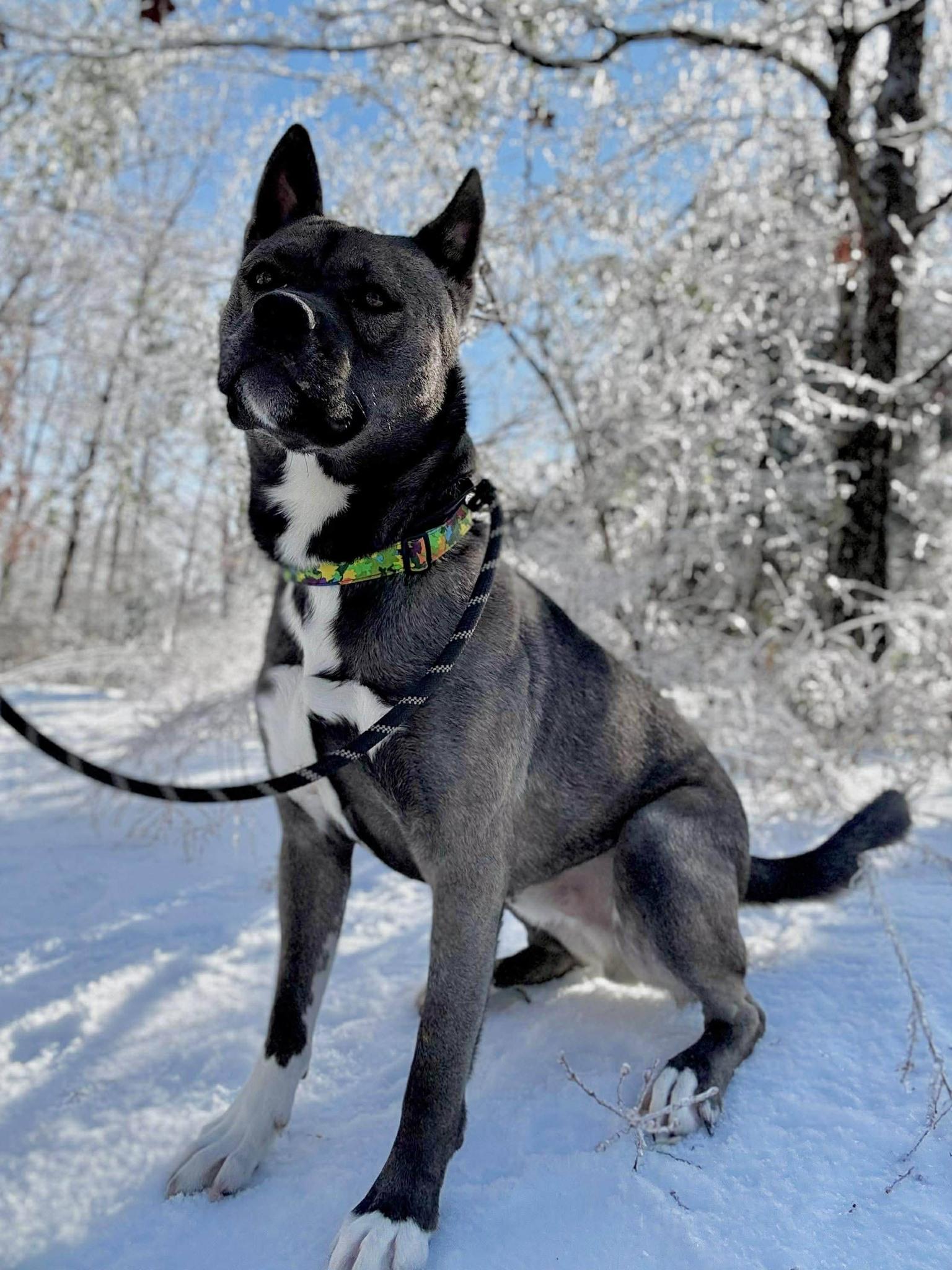 Enlarge AVALANCHE, an adopted mixed breed in Waverly, TN image 3/4