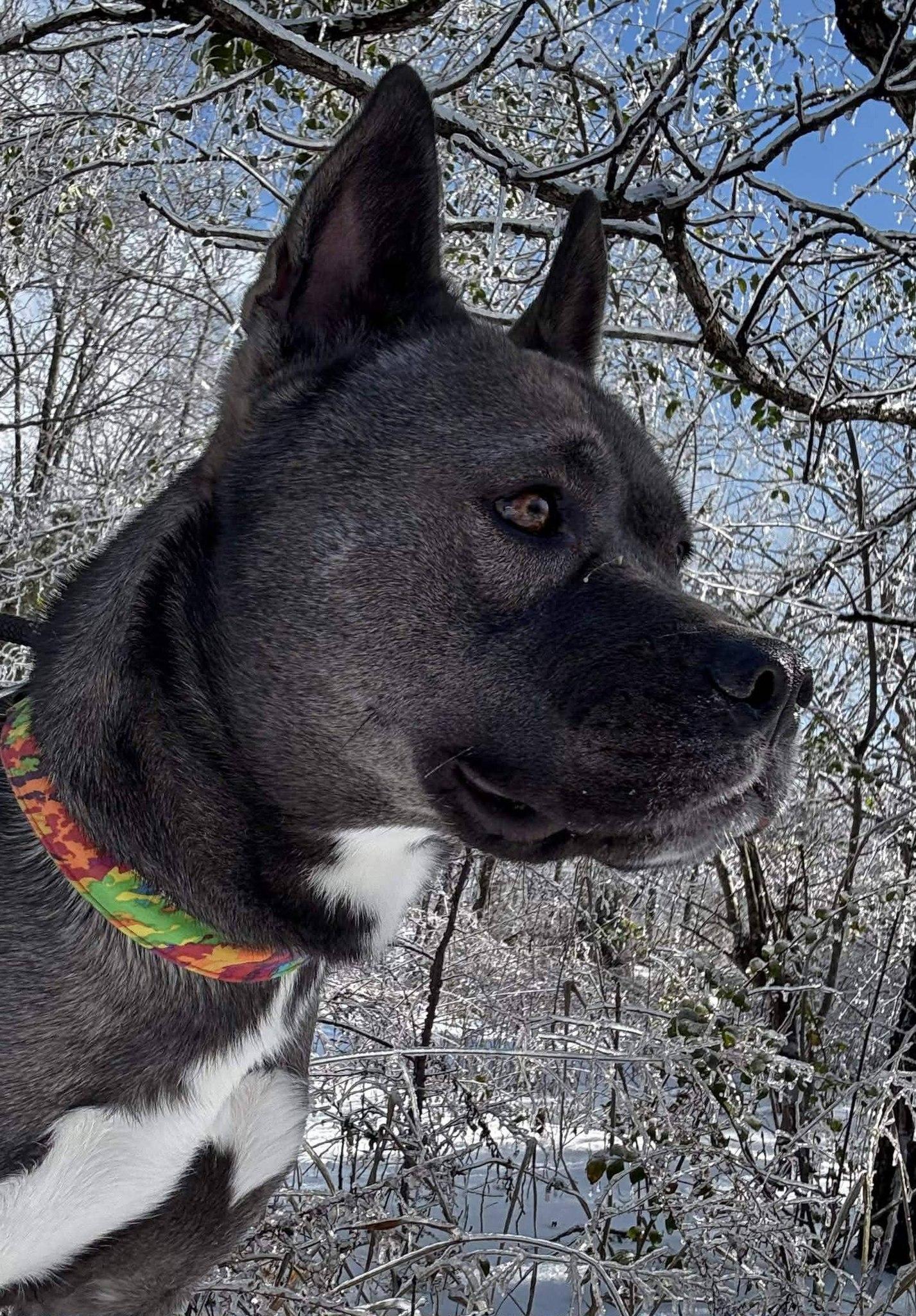 Enlarge AVALANCHE, an adopted mixed breed in Waverly, TN image 1/4