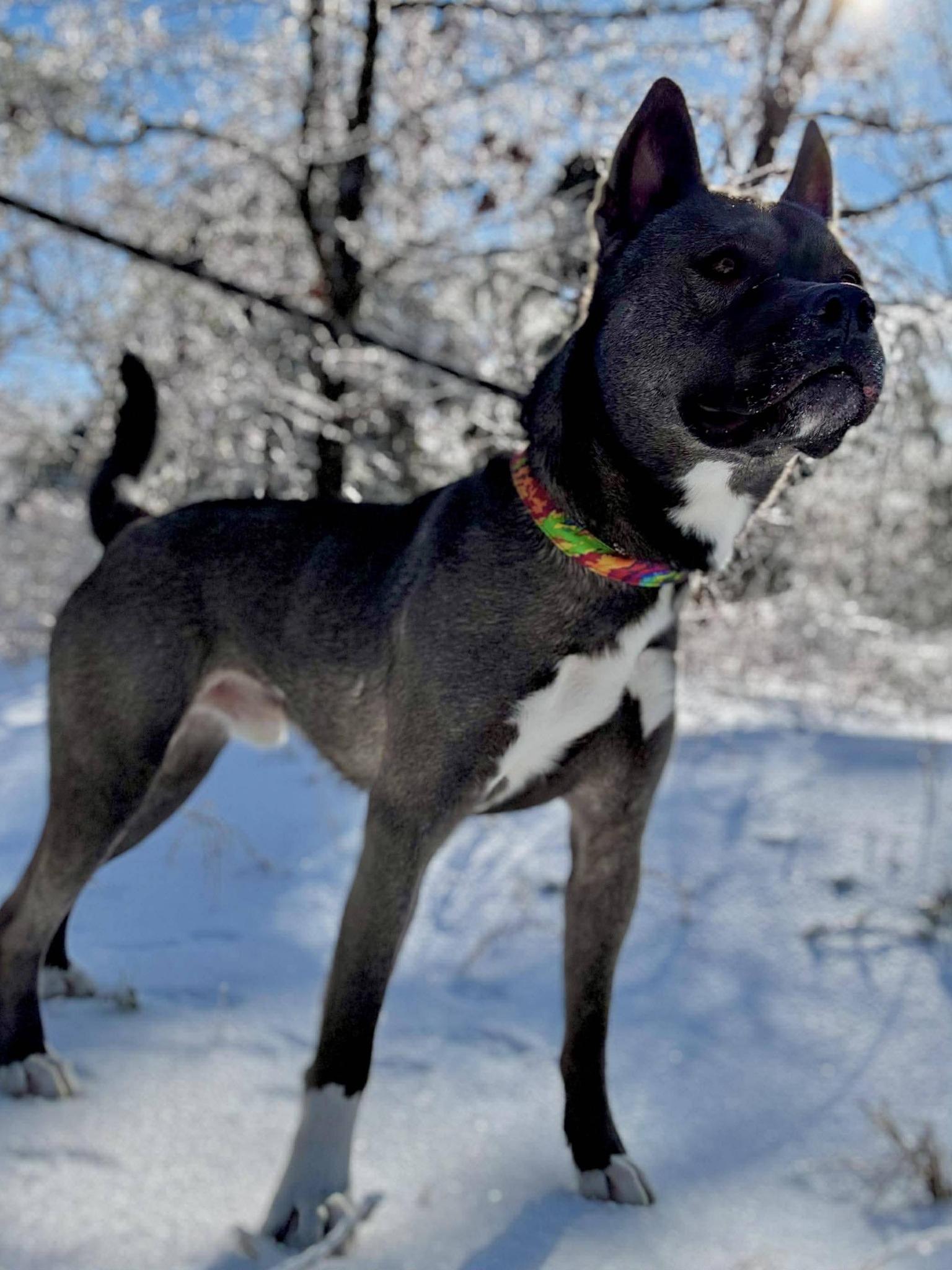 Enlarge AVALANCHE, an adopted mixed breed in Waverly, TN image 2/4