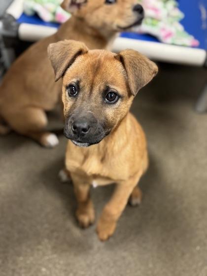Enlarge February, an adopted mixed breed in Madera, CA image 1/1