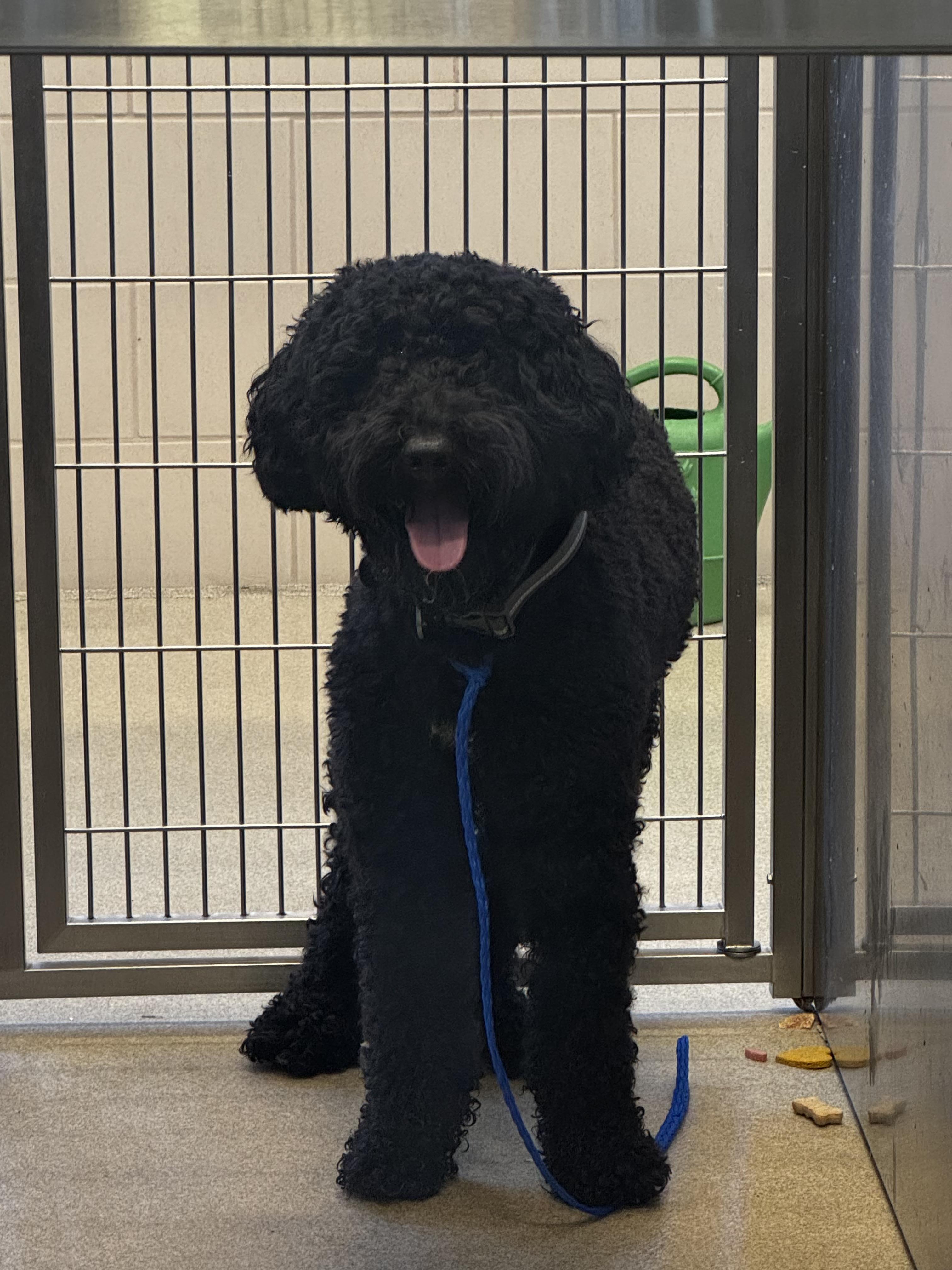 Enlarge 26-429 Pierre, a Adoptable Goldendoodle in Amityville, NY image 3/3