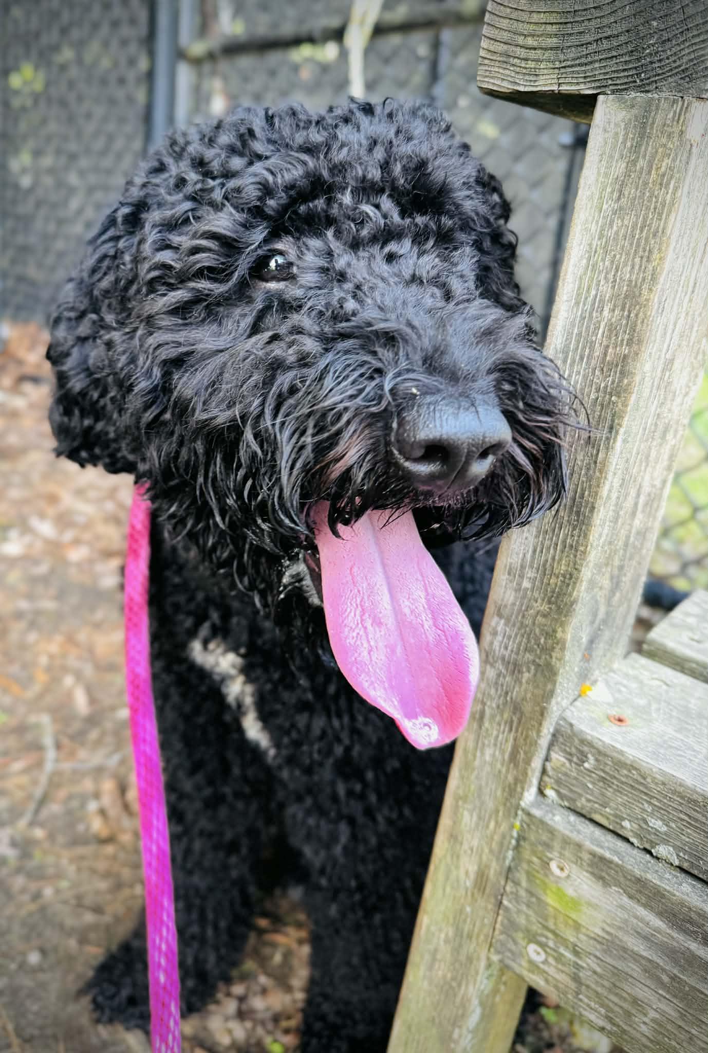 Enlarge 26-429 Pierre, a Adoptable Goldendoodle in Amityville, NY image 2/3