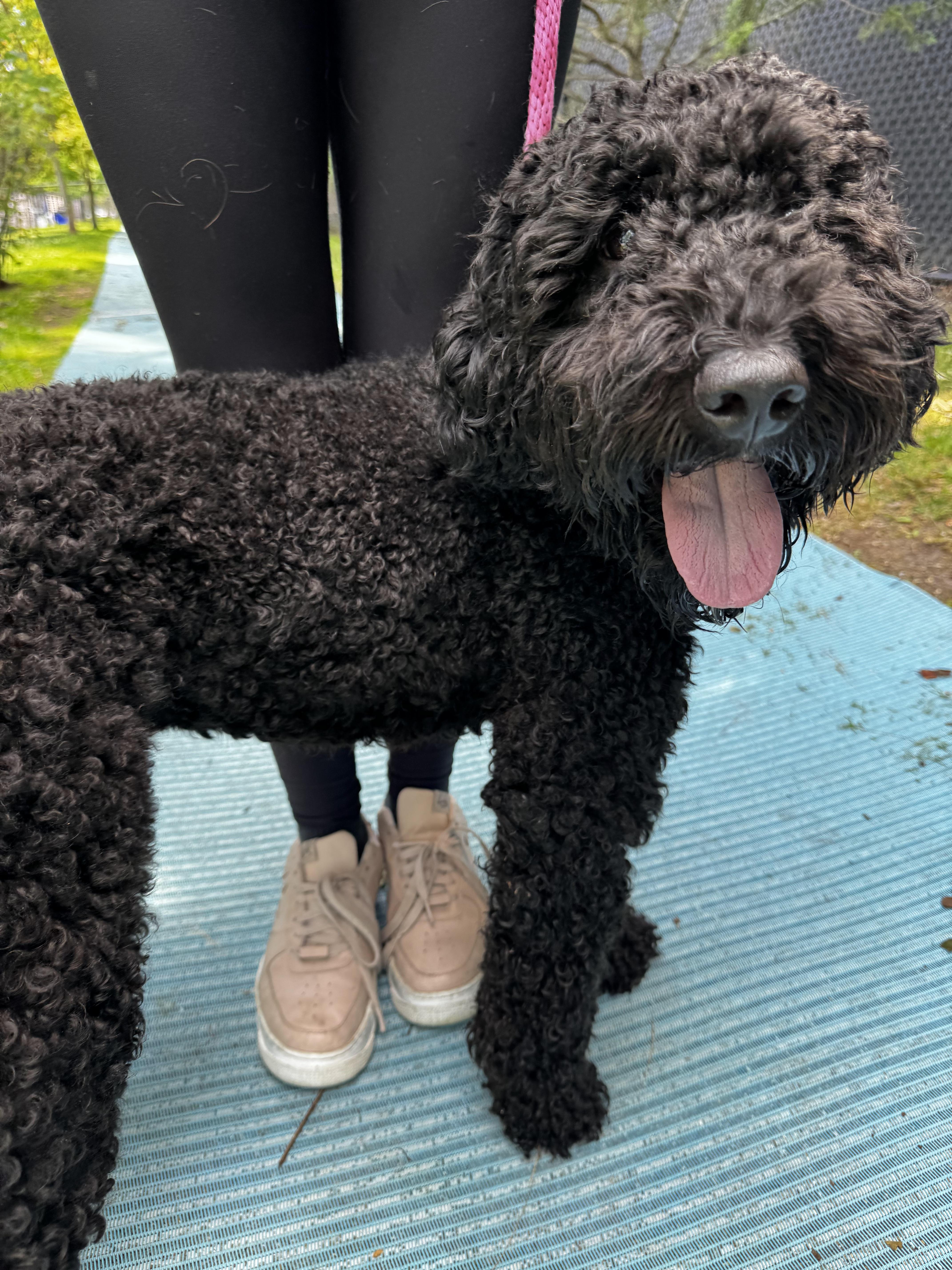 26-429 Pierre, Adoptable, Adult Male Goldendoodle.