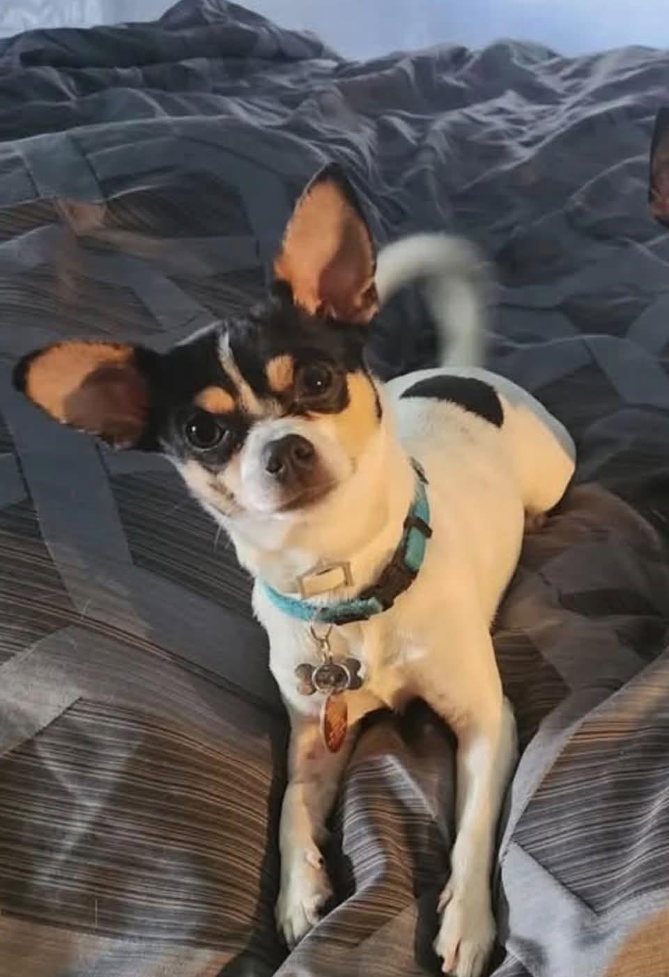 Blanco, Adopted, Adult Male Chihuahua.