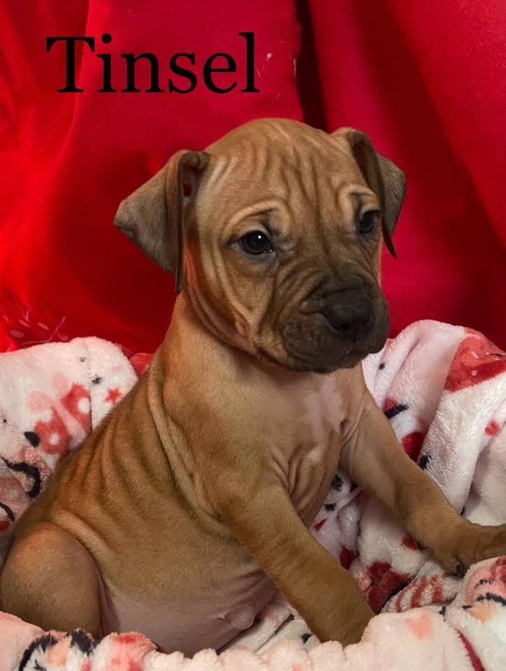 Tinsel, Adoptable, Puppy Female Mixed Breed.