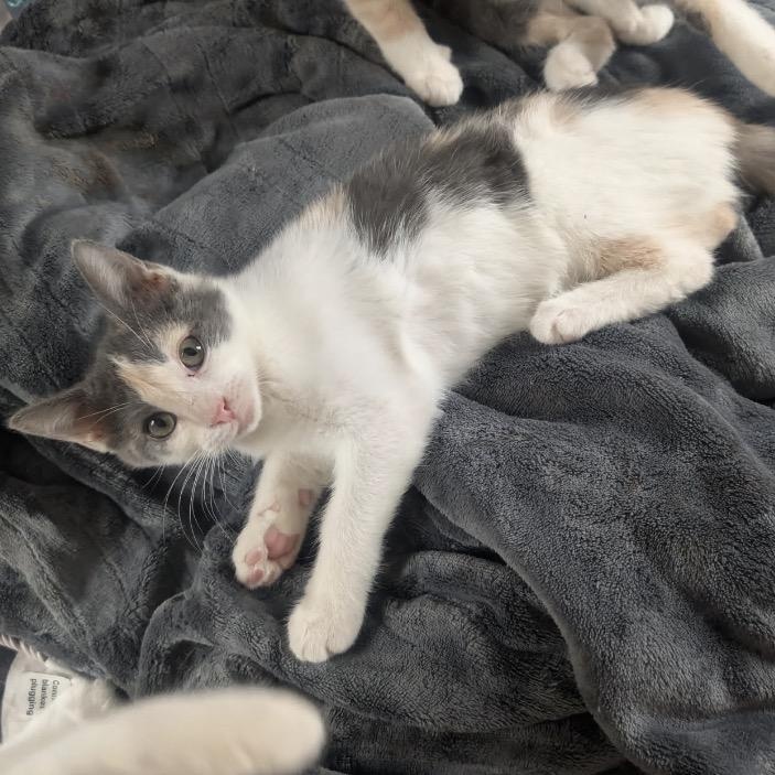 GumDrop, an adopted Domestic Short Hair in Maineville, OH image 2/6