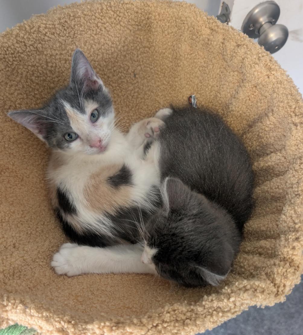 GumDrop, an adopted Domestic Short Hair in Maineville, OH image 3/6