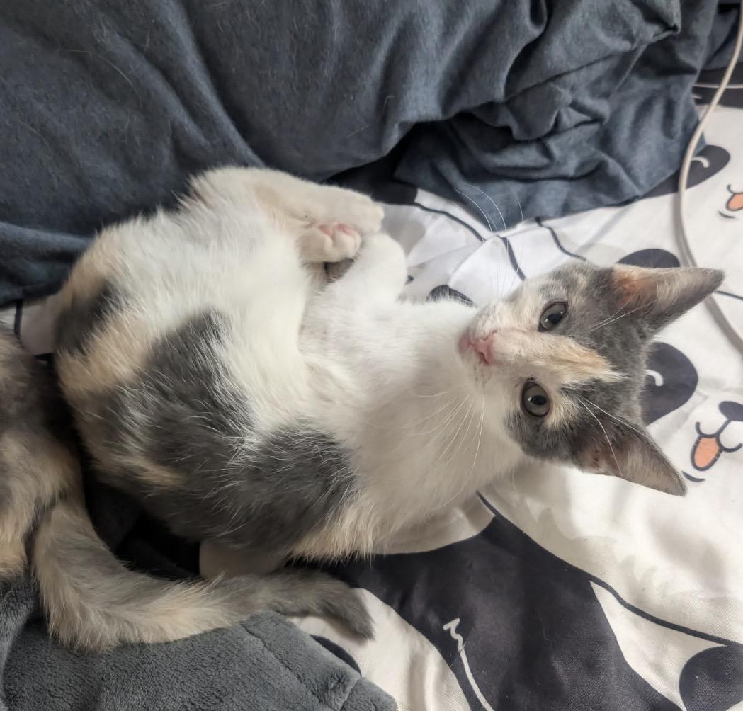 GumDrop, an adopted Domestic Short Hair in Maineville, OH image 1/6