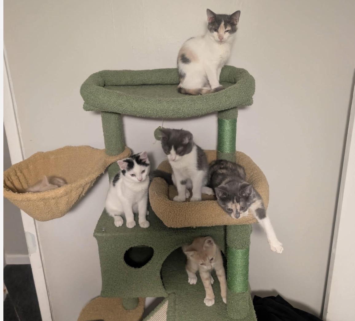 GumDrop, an adopted Domestic Short Hair in Maineville, OH image 6/6