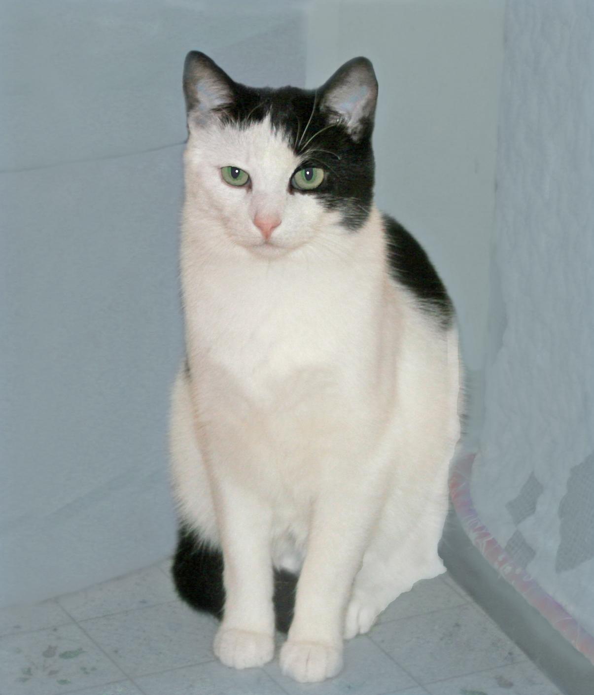 Enlarge J.R., an adoptable mixed breed in Victoria, MN image 2/3