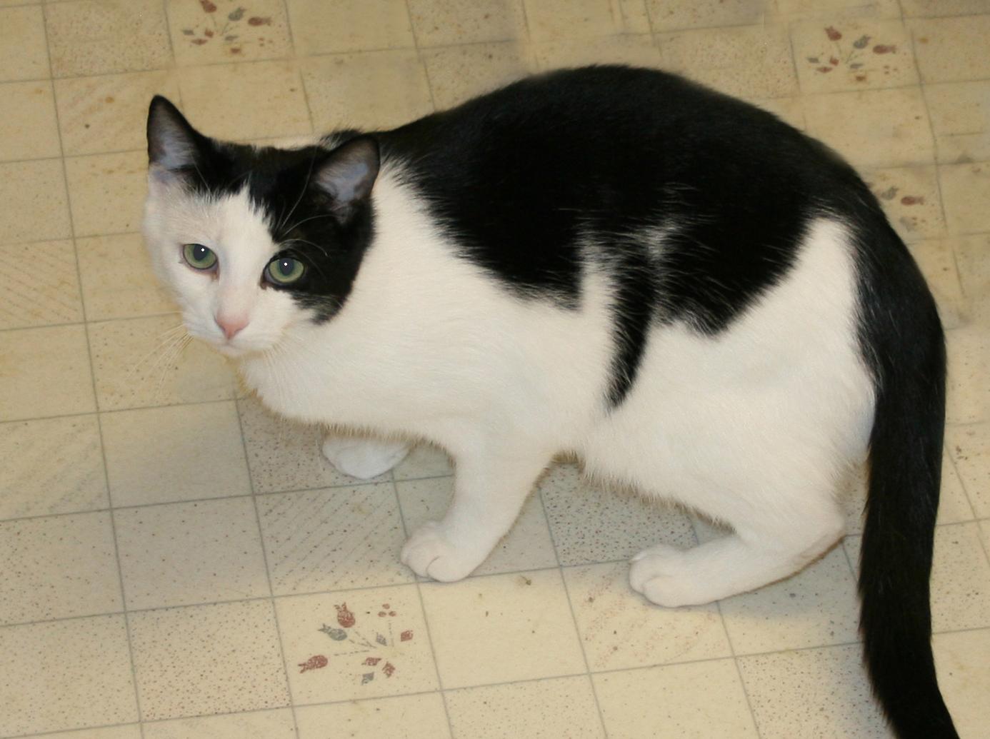 Enlarge J.R., an adoptable mixed breed in Victoria, MN image 3/3