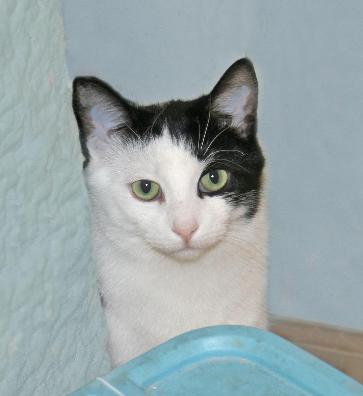 J.R., adoptable, Adult Male Domestic Short Hair & Tuxedo.