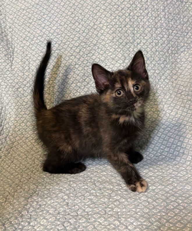 Enlarge Pearl, an adopted Domestic Short Hair in Waterloo, IA image 1/4