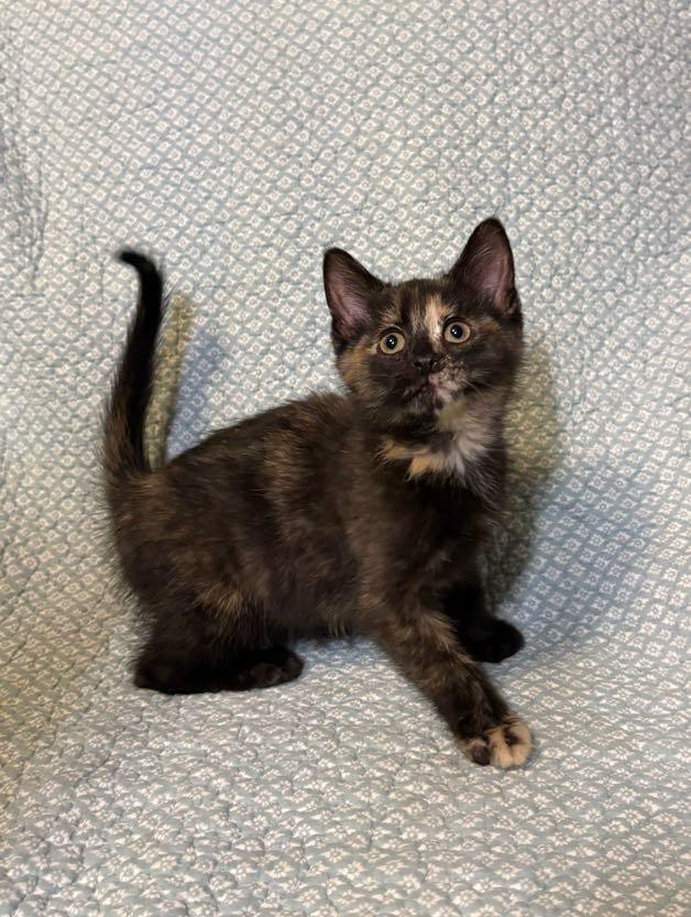 Enlarge Pearl, an adopted Domestic Short Hair in Waterloo, IA image 2/4