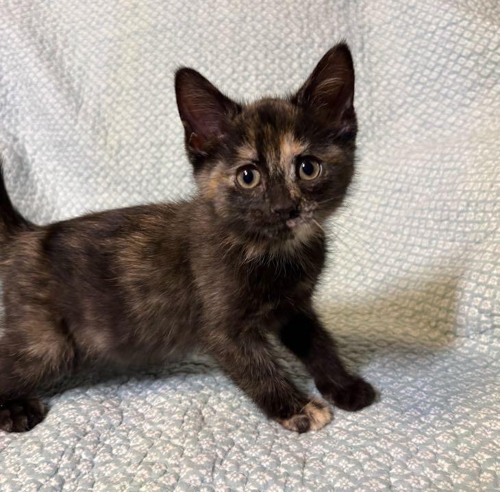 Enlarge Pearl, an adopted Domestic Short Hair in Waterloo, IA image 4/4