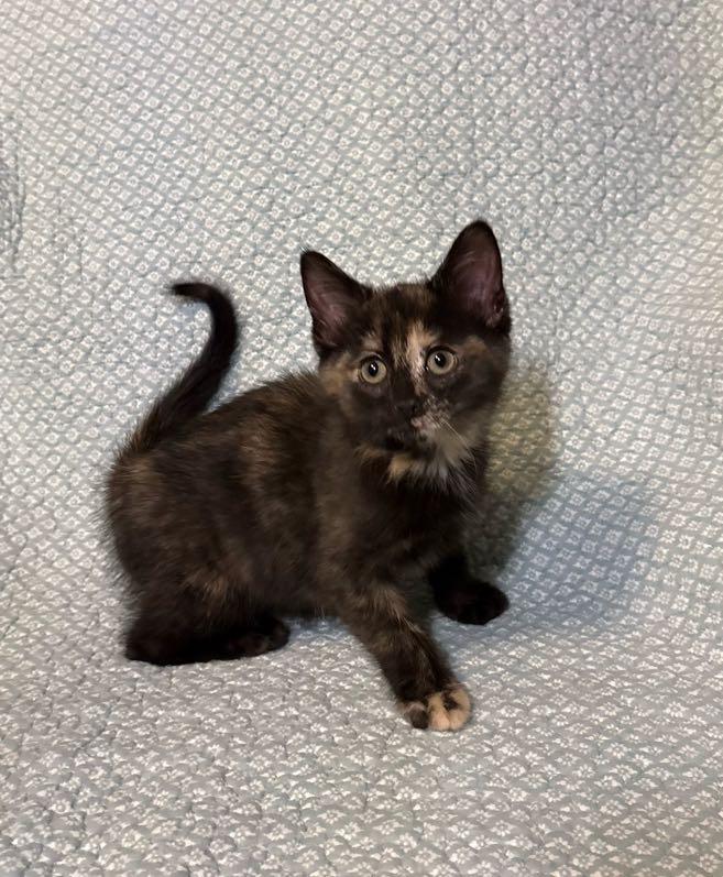Enlarge Pearl, an adopted Domestic Short Hair in Waterloo, IA image 3/4