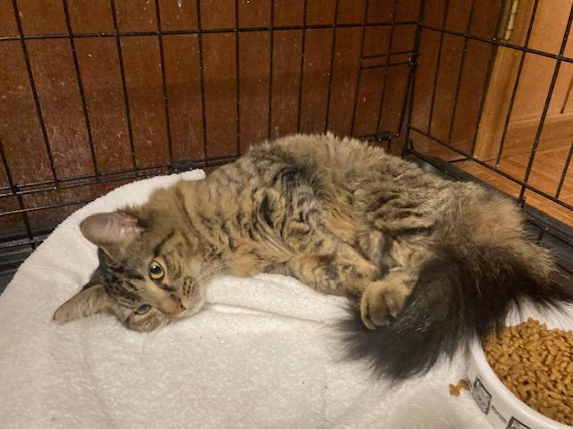 Enlarge PA - Madeline, a Adoptable mixed breed in Norristown, PA image 4/5