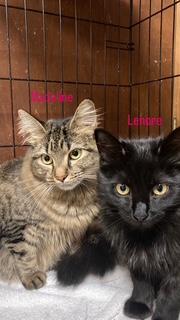PA - Madeline, Adoptable, Adult Female Maine Coon & Domestic Long Hair.