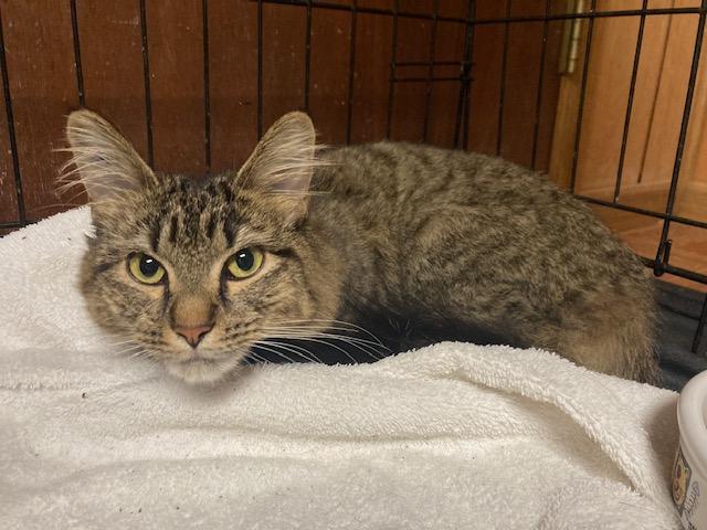 Enlarge PA - Madeline, a Adoptable mixed breed in Norristown, PA image 3/5