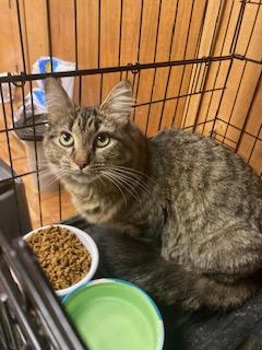 Enlarge PA - Madeline, a Adoptable mixed breed in Norristown, PA image 5/5
