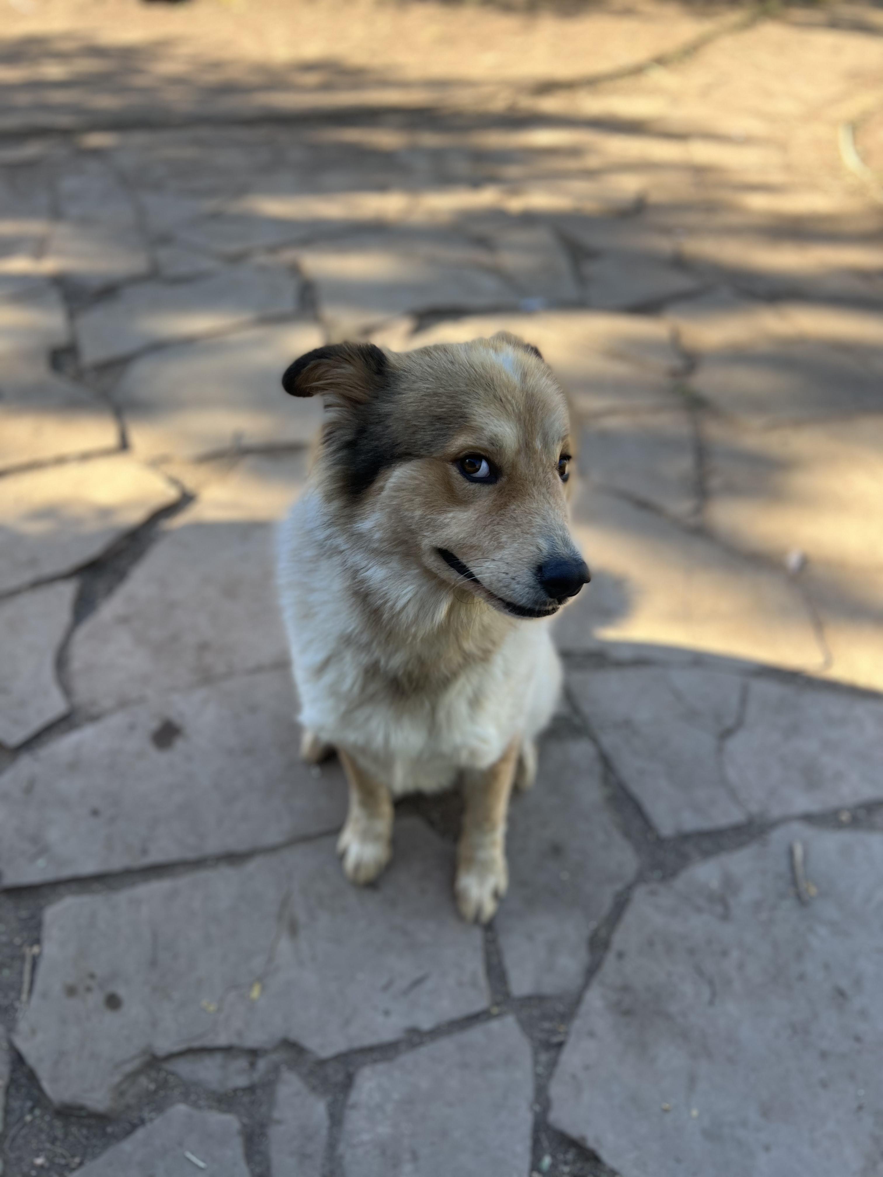 Enlarge Chibi, a ADOPTABLE mixed breed in Fort Collins, CO image 3/4