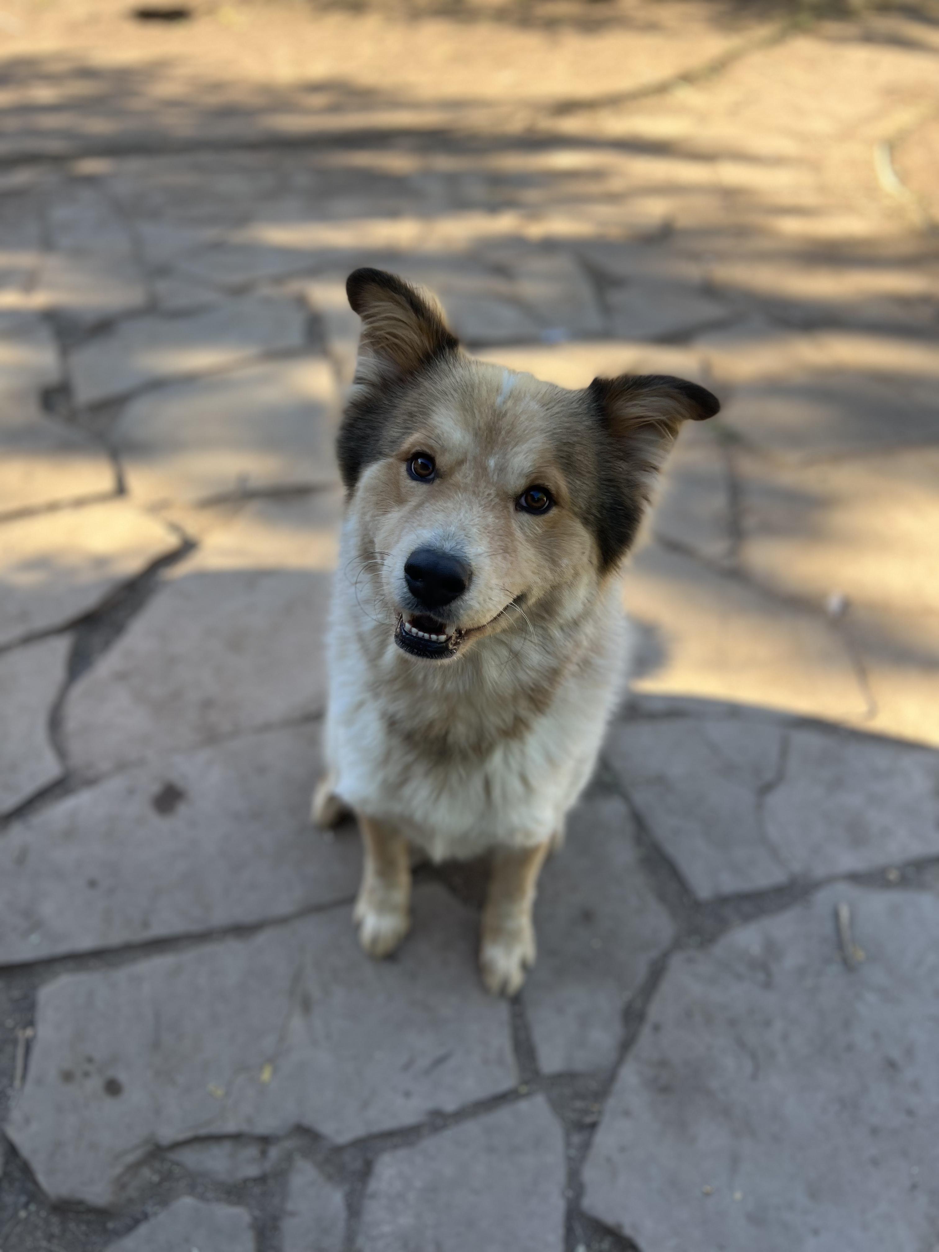 Chibi, ADOPTABLE, Adult Male Husky.