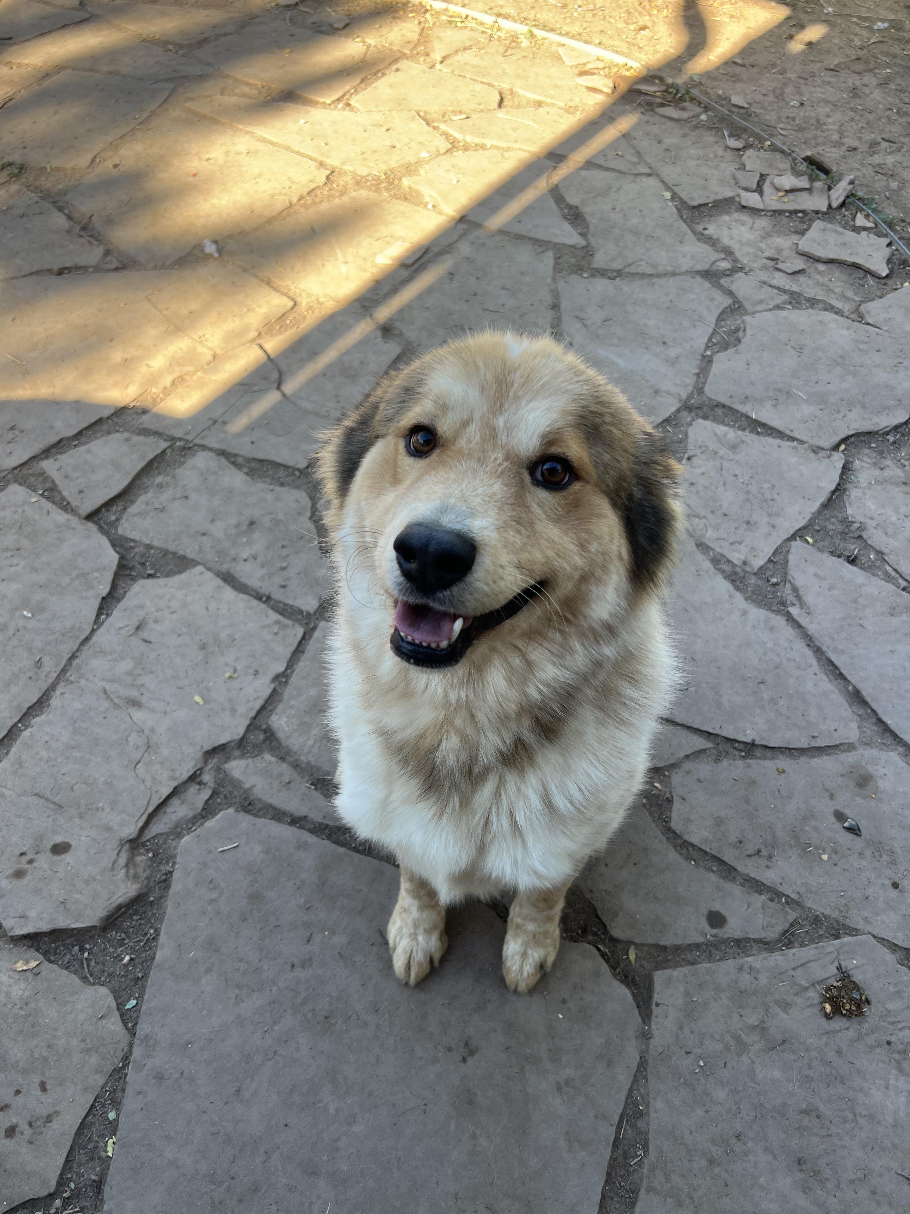 Enlarge Chibi, a ADOPTABLE mixed breed in Fort Collins, CO image 2/4