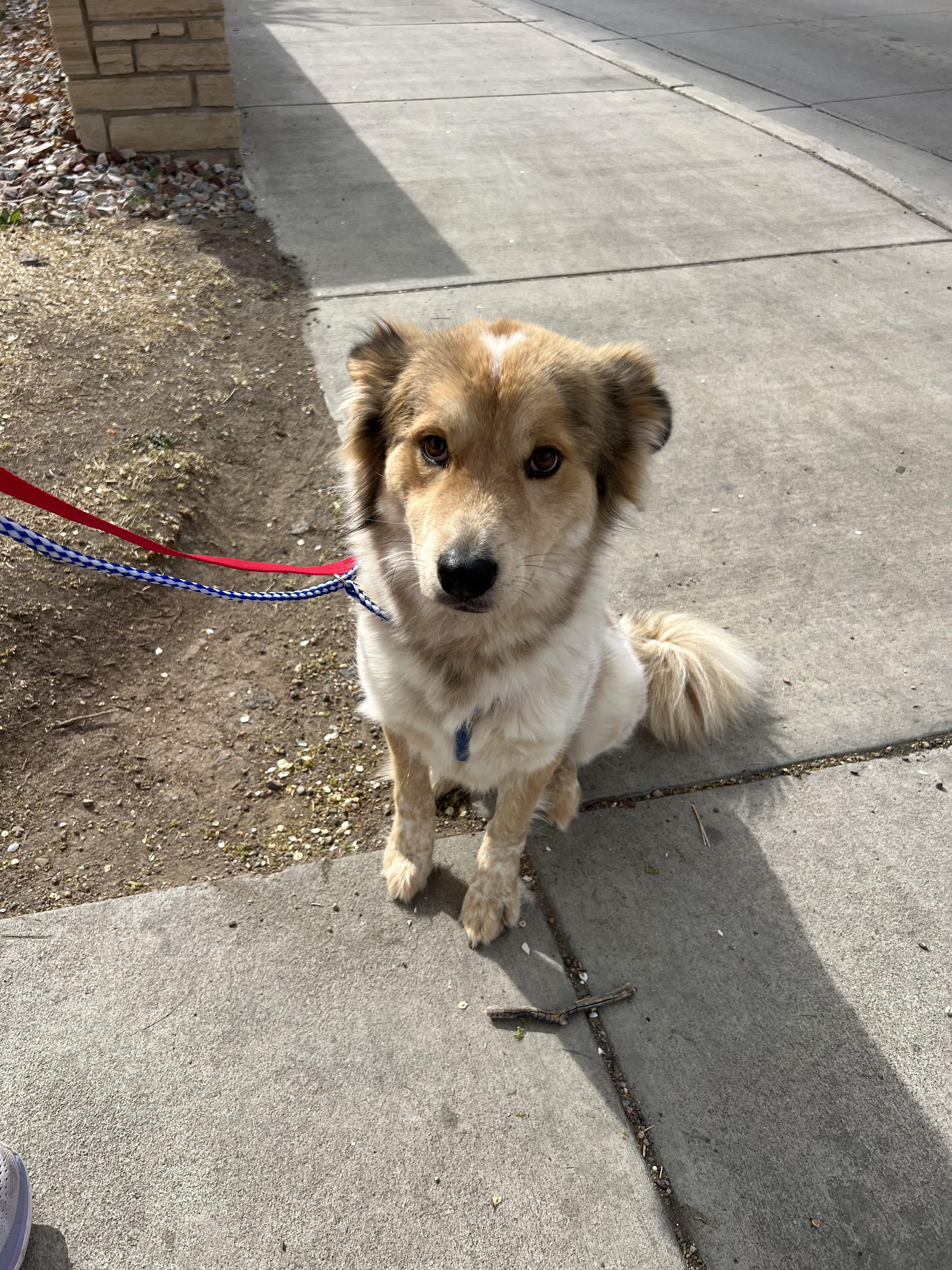 Enlarge Chibi, a ADOPTABLE mixed breed in Fort Collins, CO image 5/5