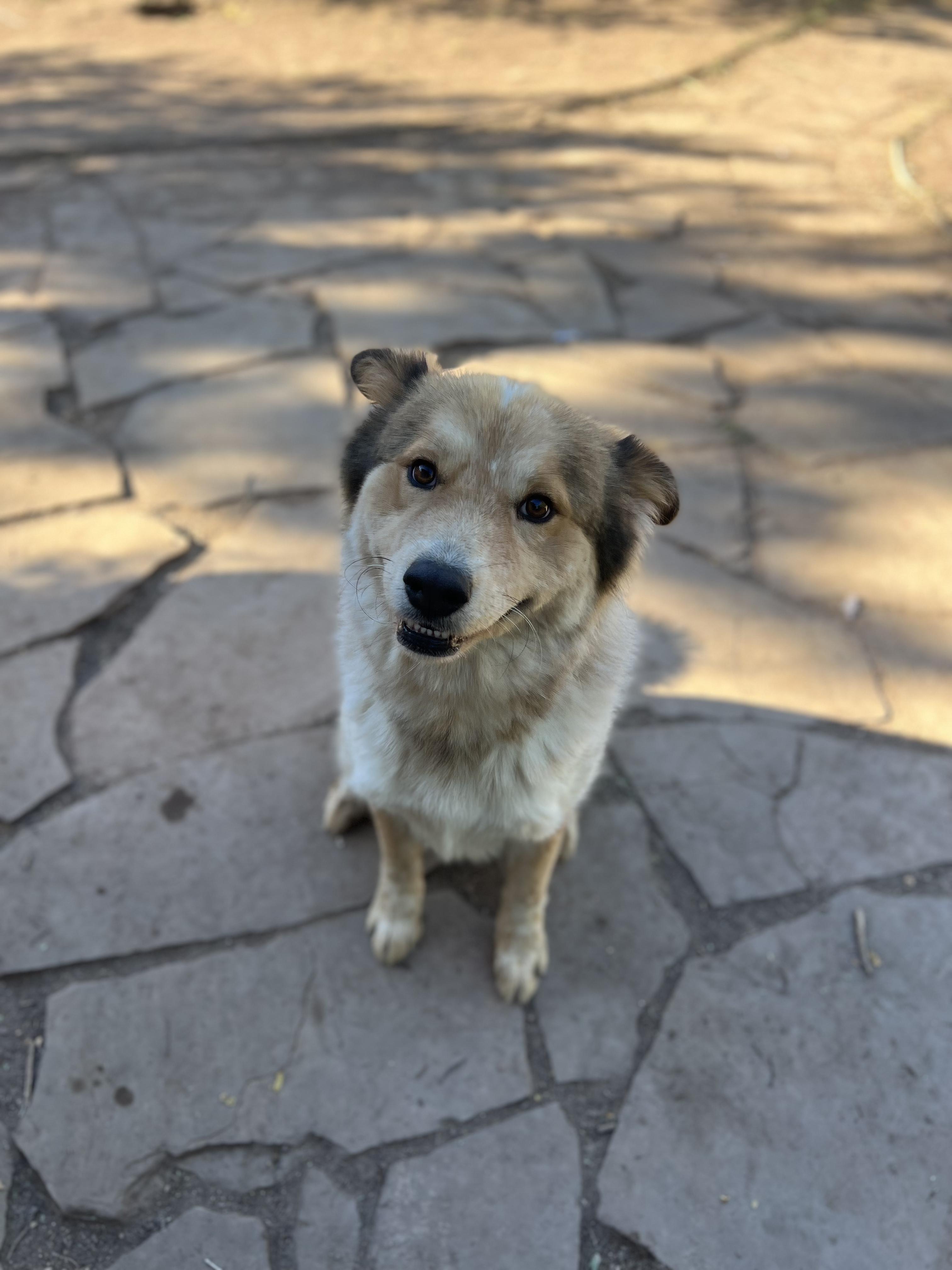 Enlarge Chibi, a ADOPTABLE mixed breed in Fort Collins, CO image 4/4
