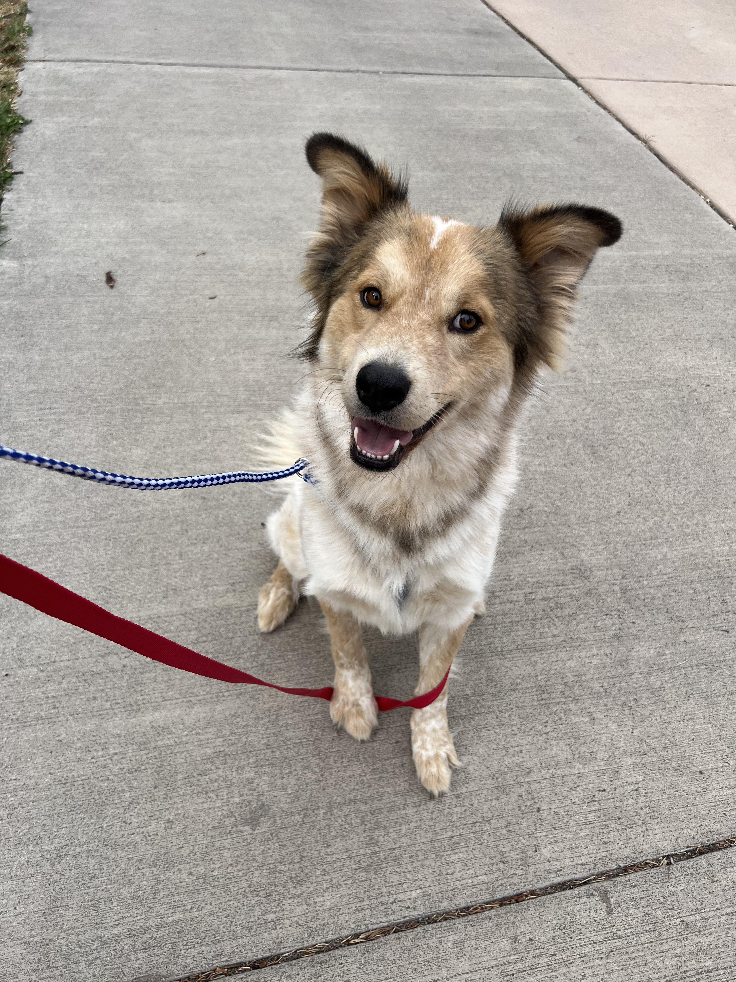 Chibi, ADOPTABLE, Adult Male Husky.