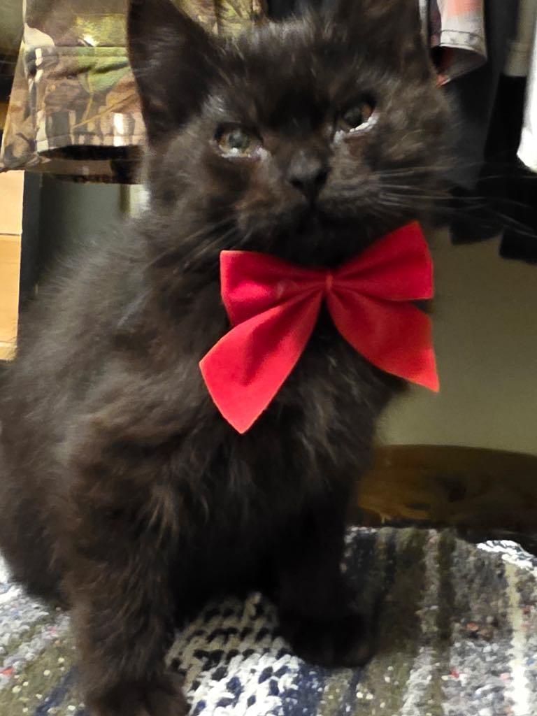 The Frozen 7-Noel, Adoptable, Kitten Female Domestic Medium Hair.