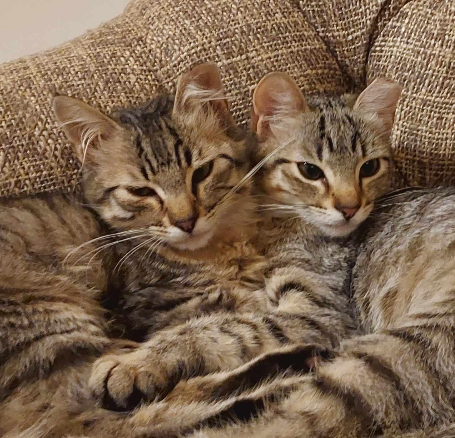 Enlarge Grayson in West Sedona (Text or call Philippa 404-388-4833), a Adopted Domestic Short Hair in Sedona, AZ image 3/6