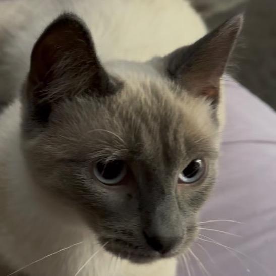 Quinn, Adoptable, Kitten Male Domestic Short Hair & Siamese.