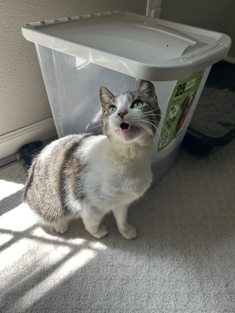 Enlarge Cochella, a Adoptable Domestic Short Hair in Webster, TX image 3/5